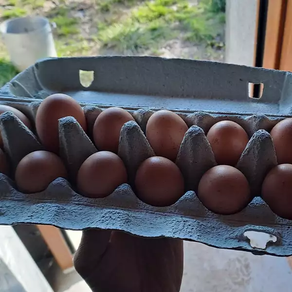 Boîte de 12 oeufs